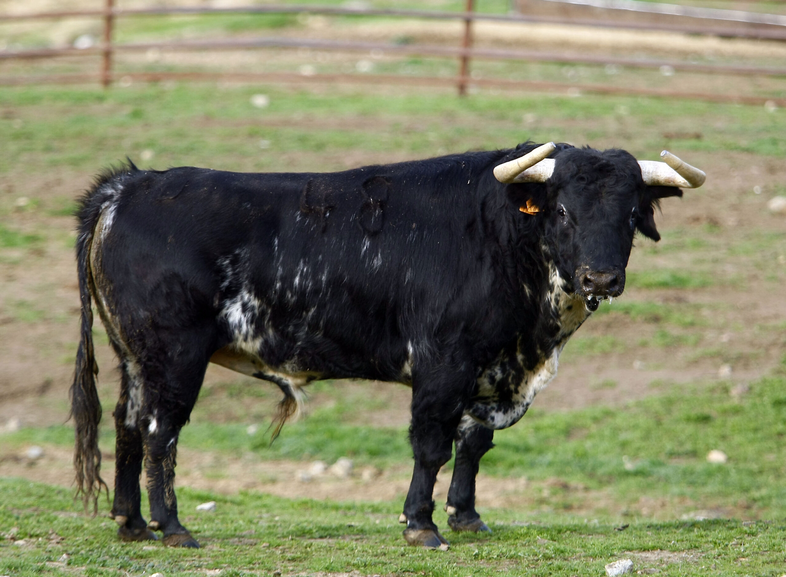 48-Indeciso, de Parladé