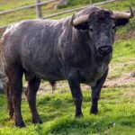 77-Mirandino, de Victorino Martín