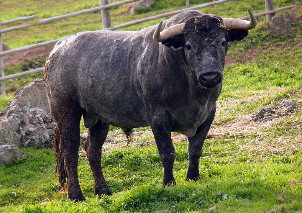 77-Mirandino, de Victorino Martín