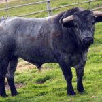 96-Morisco, de Victorino Martín