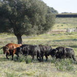 Camada de Cuadri para 2019