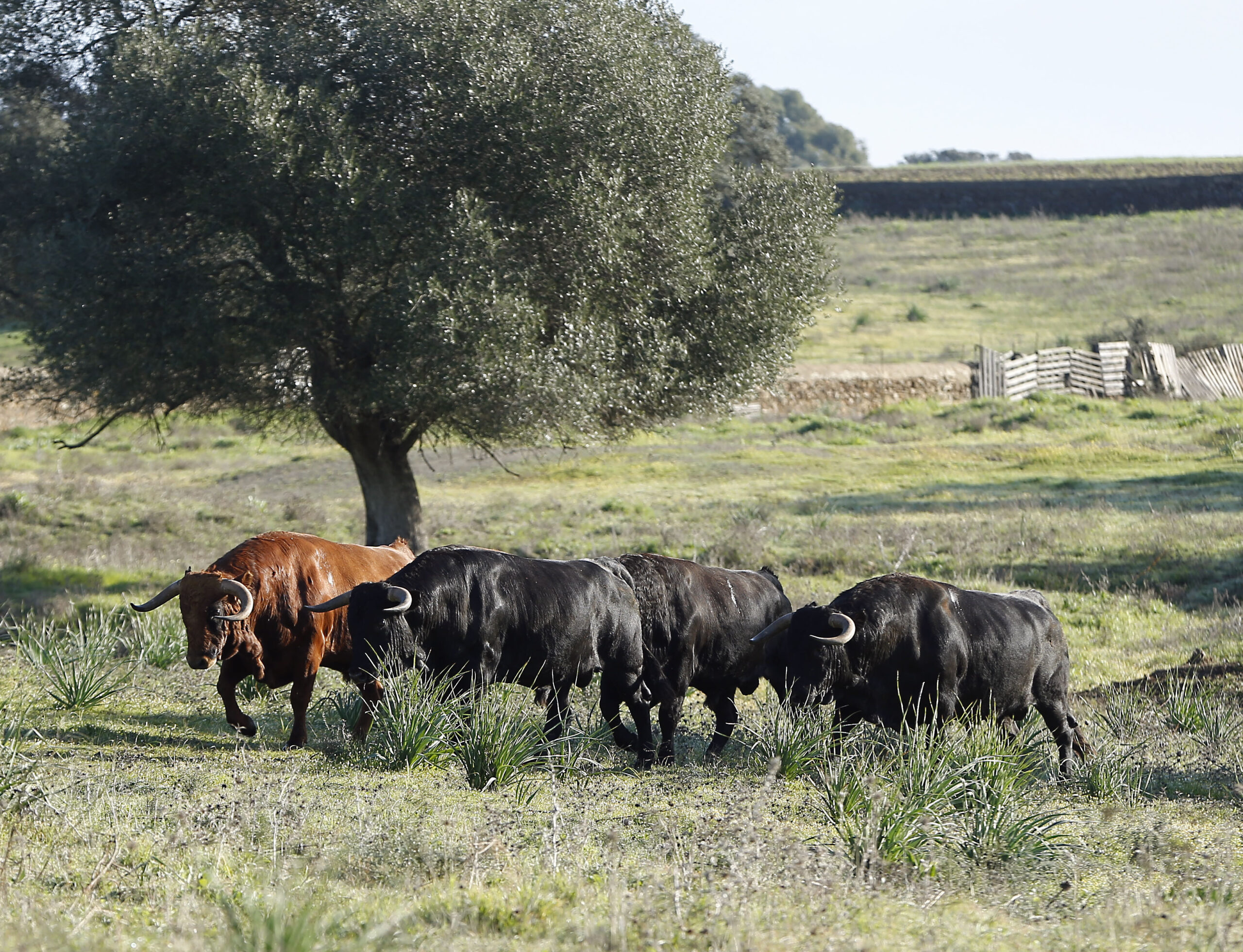 Camada de Cuadri para 2019