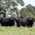 Camada de Cuadri para 2019