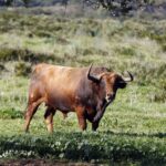 Camada de Cuadri para 2019