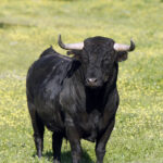 Camada de Cuadri para 2019