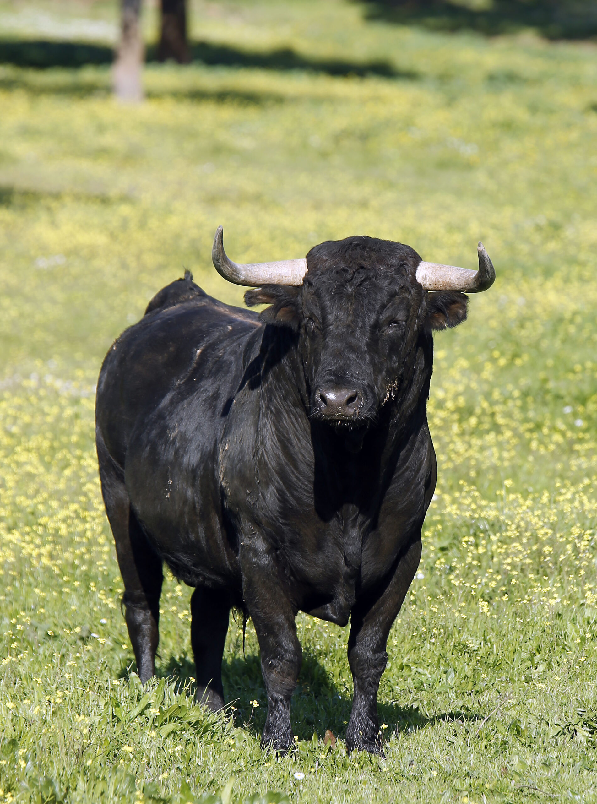 Camada de Cuadri para 2019