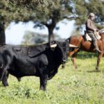 Camada de Cuadri para 2019