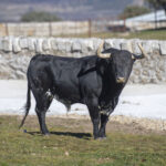 Victoriano del Río. Camada 2019.