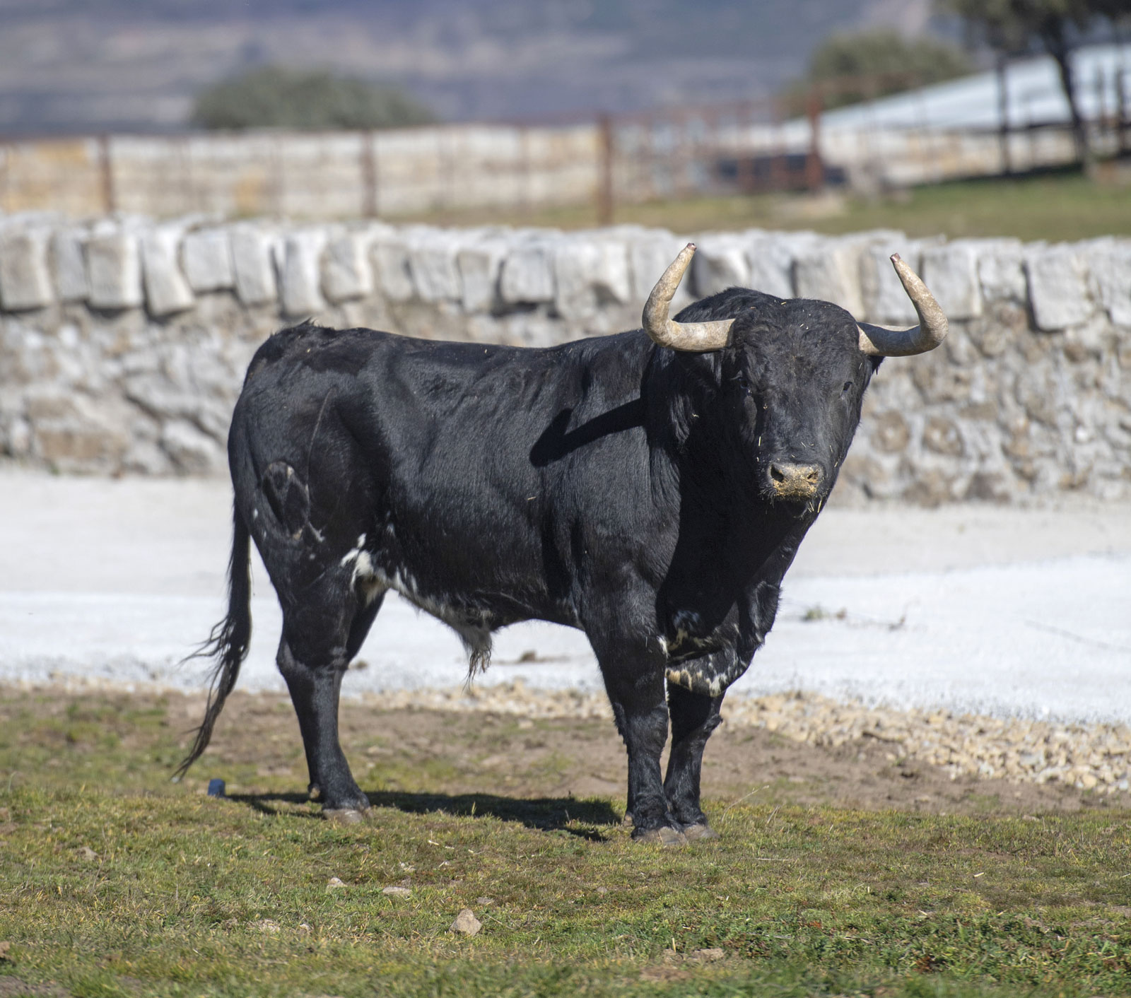 Victoriano del Río. Camada 2019.