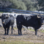 Victoriano del Río. Camada 2019.