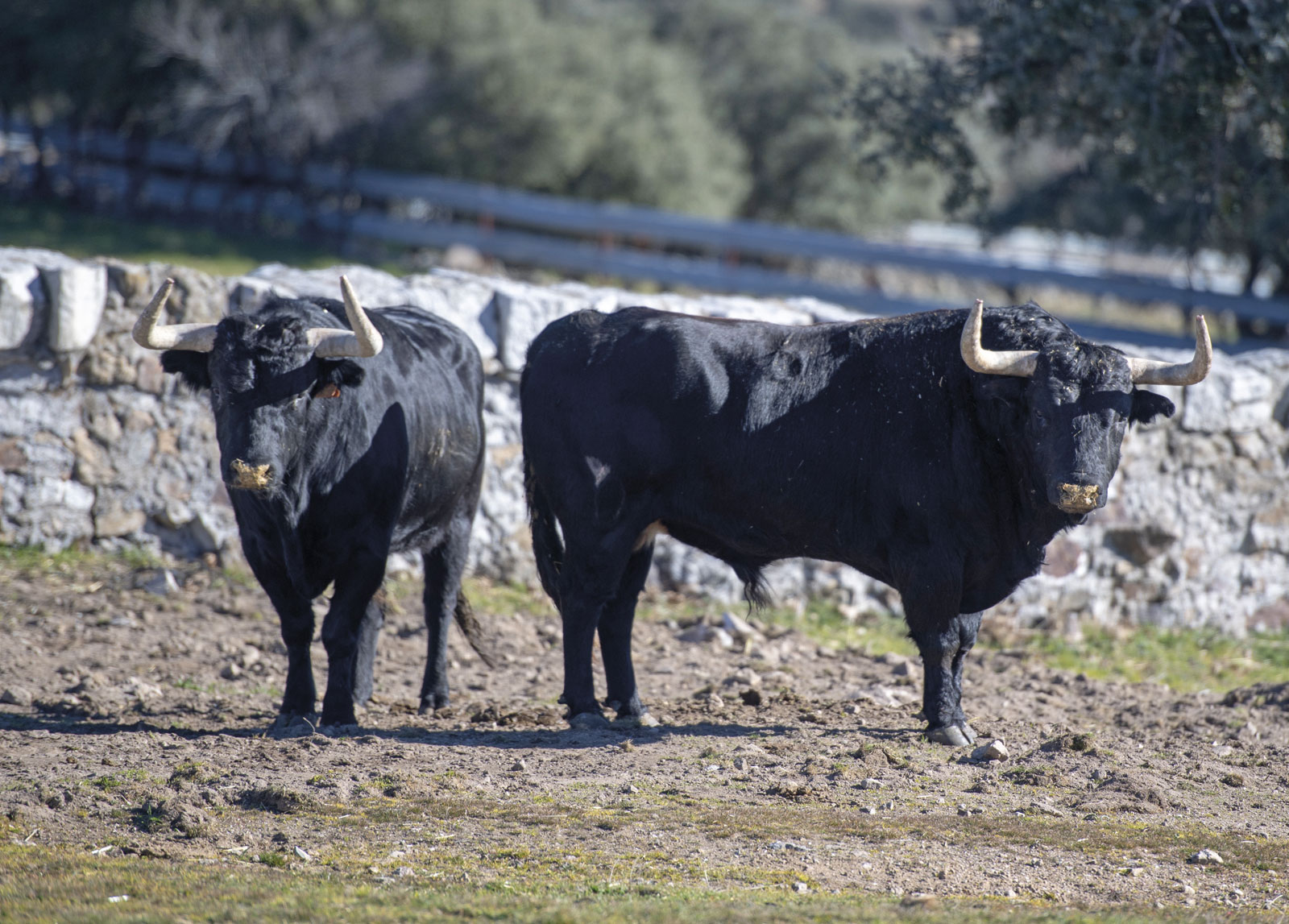 Victoriano del Río. Camada 2019.