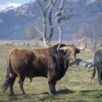 Victoriano del Río. Camada 2019.