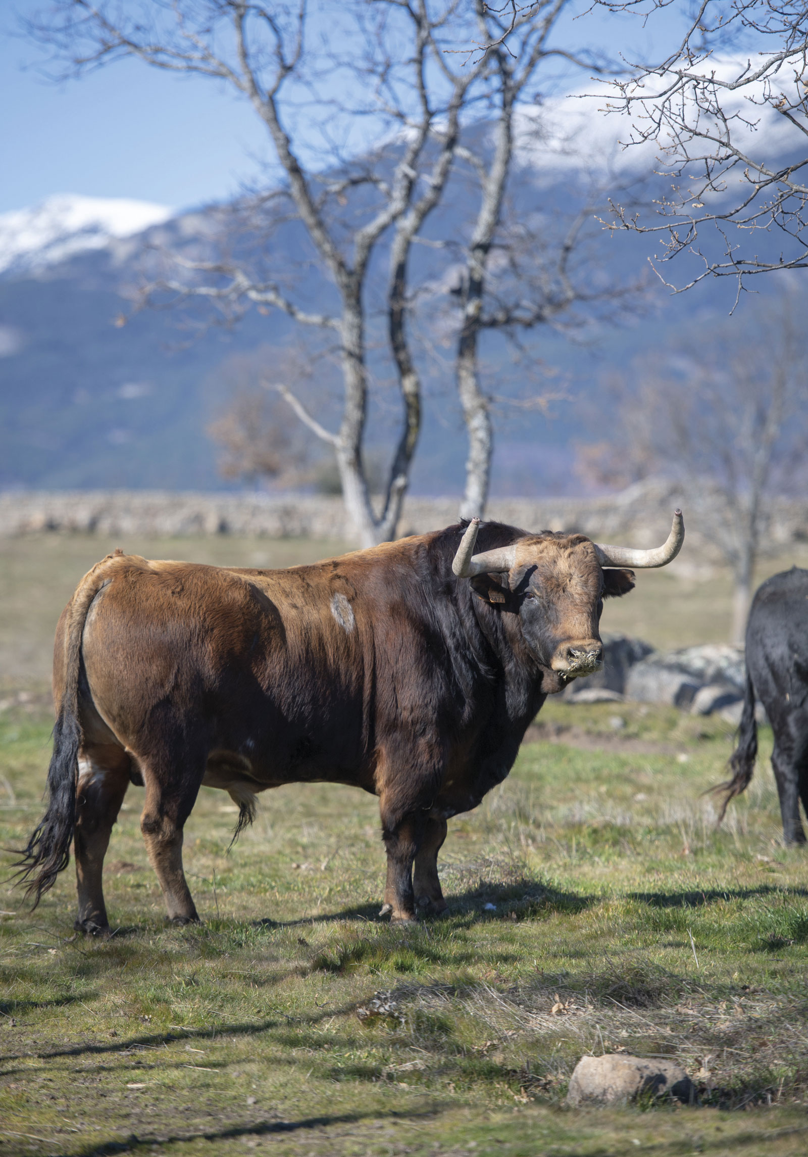 Victoriano del Río. Camada 2019.