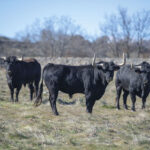 Victoriano del Río. Camada 2019.