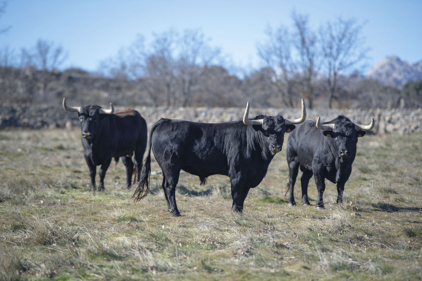 Victoriano del Río. Camada 2019.