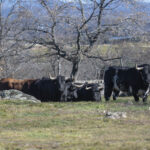 Victoriano del Río. Camada 2019.