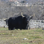 Victoriano del Río. Camada 2019.