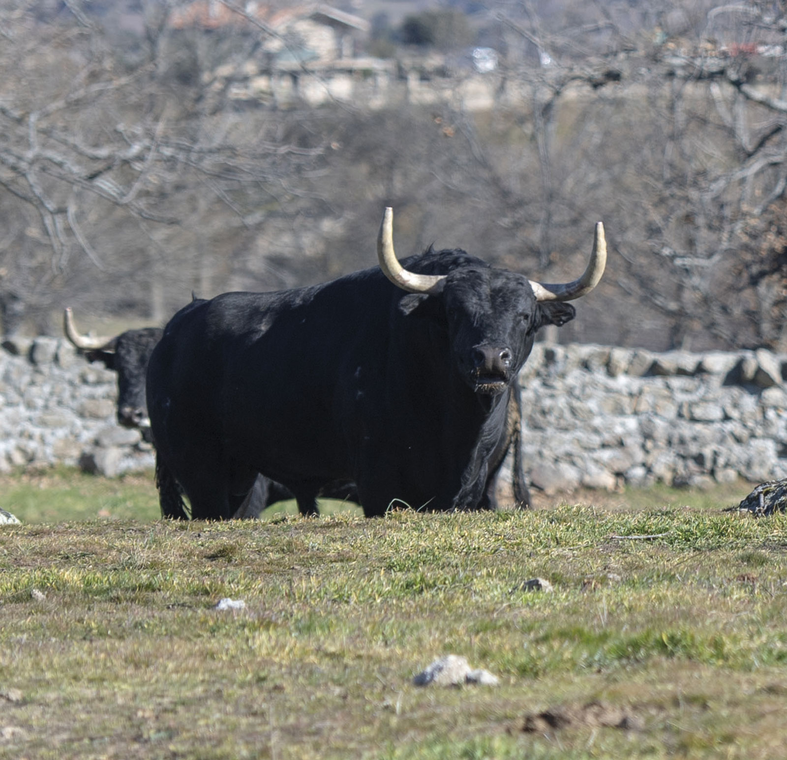 Victoriano del Río. Camada 2019.