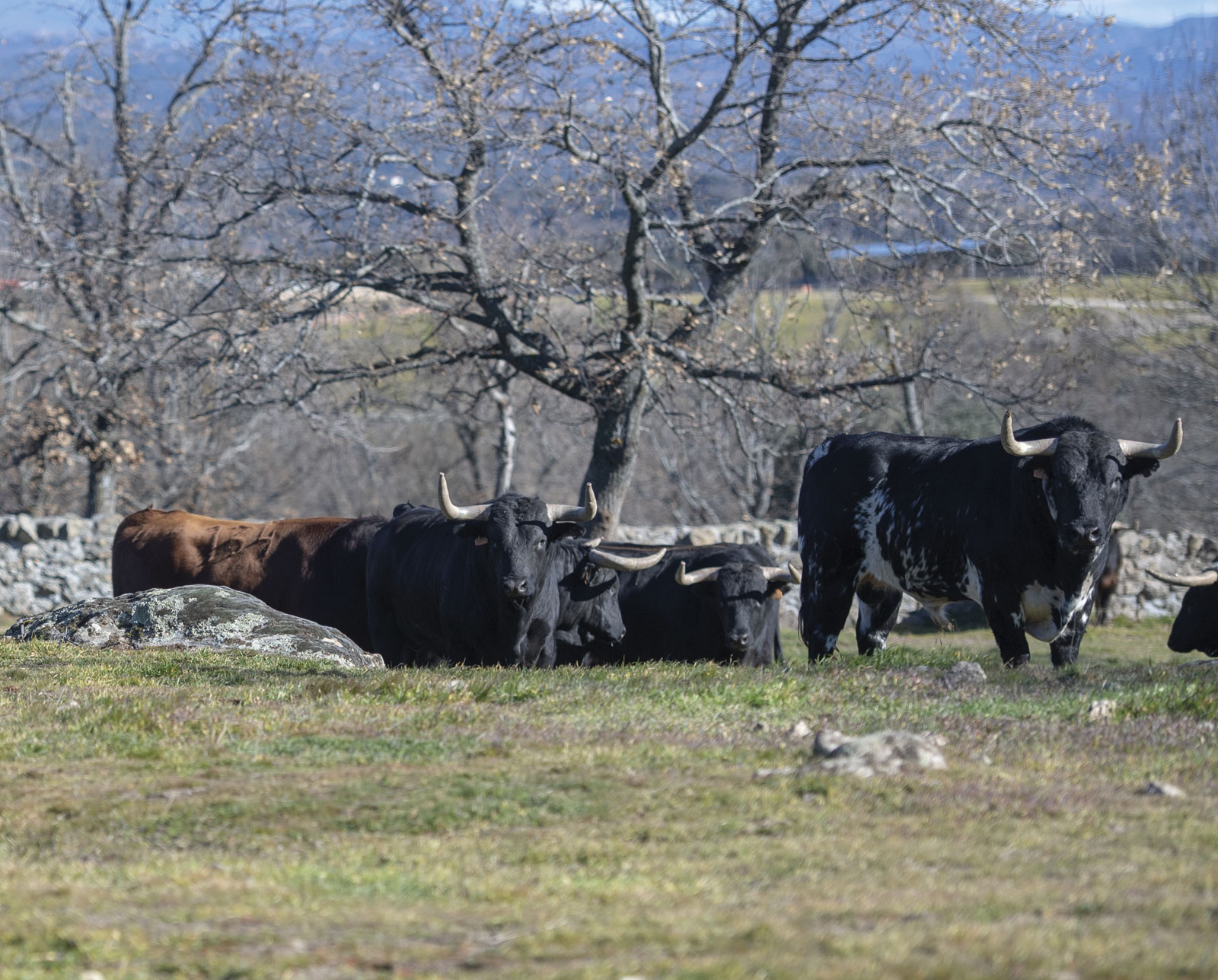 Victoriano del Río. Camada 2019.