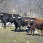 Victoriano del Río. Camada 2019.