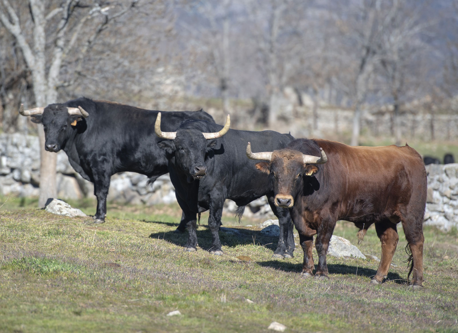 Victoriano del Río. Camada 2019.