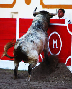 Toro derrotando arriba en la plaza de La Chona de Encarnación de Díaz (México).