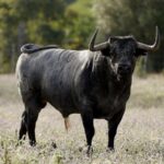 Nubarrón, número 10, de Partido de Resina.