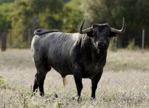 Nubarrón, número 10, de Partido de Resina.