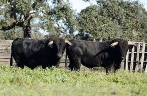 Camada de Cuadri para 2019