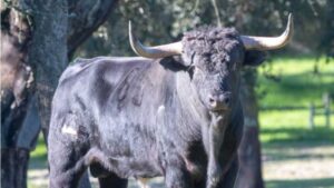 Novillo de Antonio Silva para Boujan 2019