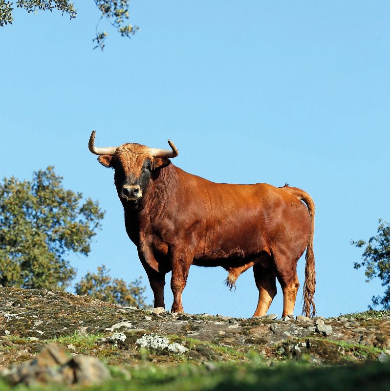 Sin prisa pero sin pausa