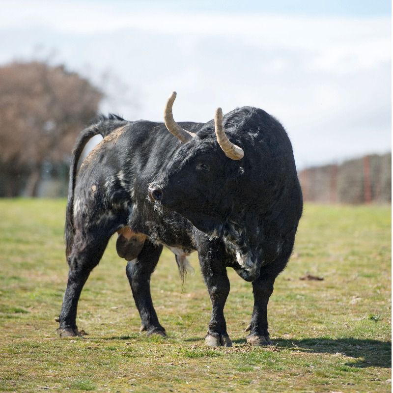 El resurgir de un clásico