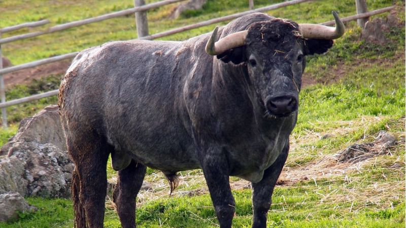 Los toros para El Cid y Emilio de Justo en Vistalegre