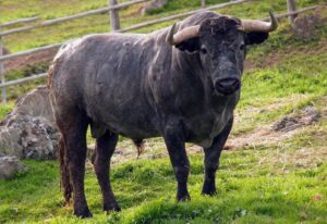 77-Mirandino, de Victorino Martín