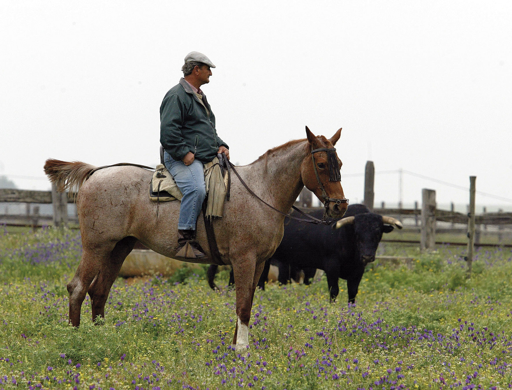 Una vida dedicada a Miura y al toro