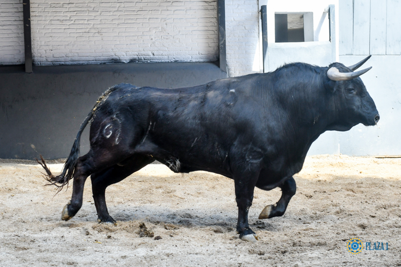 Sorteo, Madrid 24 de marzo de 2019