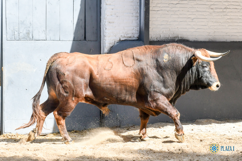 Sorteo, Madrid 24 de marzo de 2019