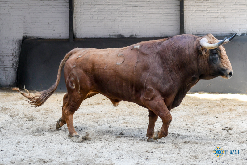 Sorteo, Madrid 24 de marzo de 2019