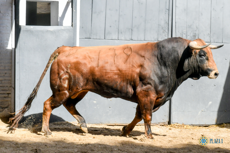 Sorteo, Madrid 24 de marzo de 2019