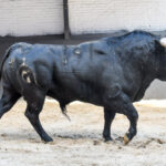 Sorteo, Madrid 24 de marzo de 2019