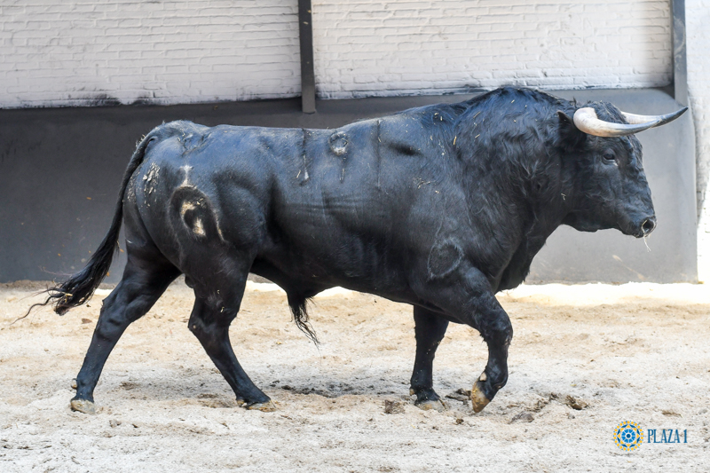 Sorteo, Madrid 24 de marzo de 2019