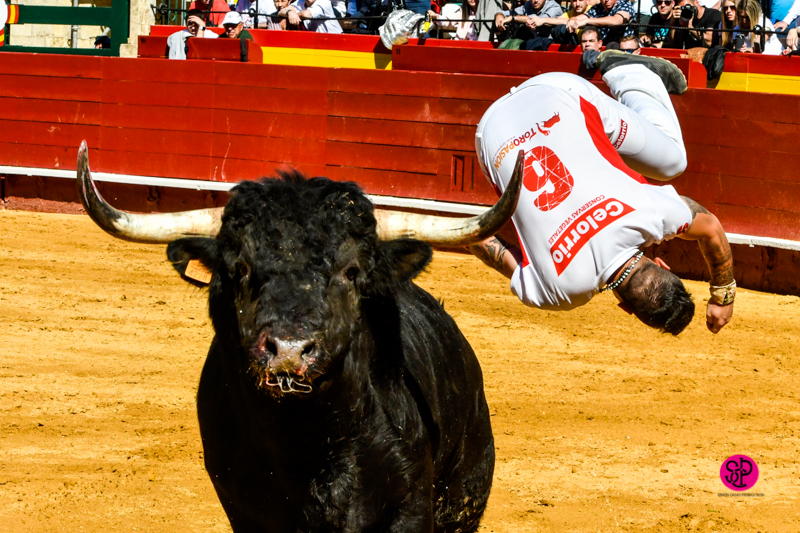 Día del Bou. Valencia, 10 de marzo de 2019