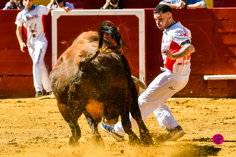 Día del Bou. Valencia, 10 de marzo de 2019