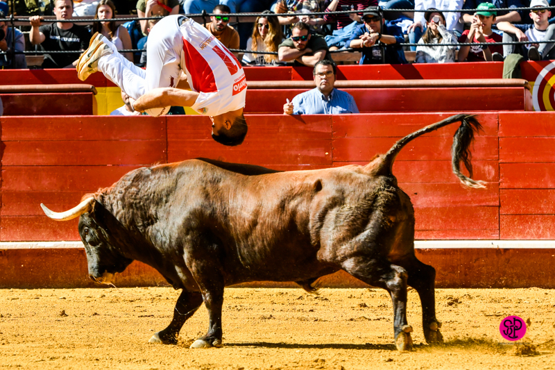 Día del Bou. Valencia, 10 de marzo de 2019
