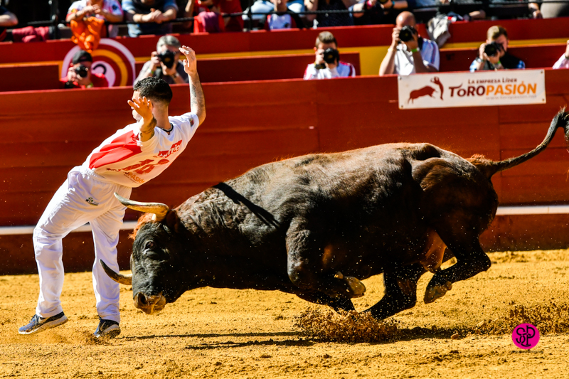Día del Bou. Valencia, 10 de marzo de 2019