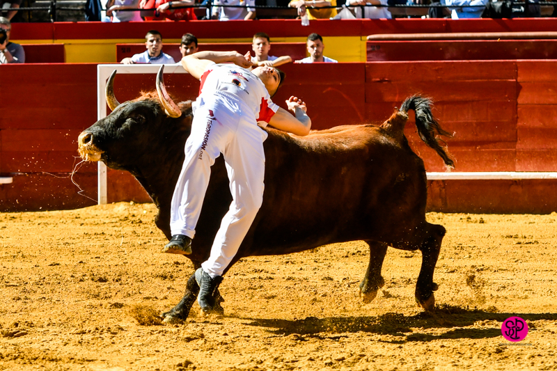 Día del Bou. Valencia, 10 de marzo de 2019