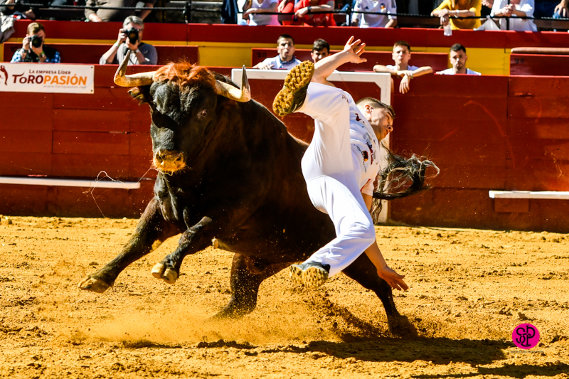 Día del Bou. Valencia, 10 de marzo de 2019