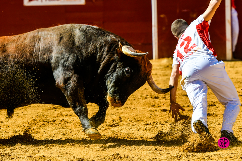 Día del Bou. Valencia, 10 de marzo de 2019