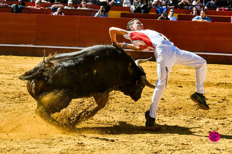Día del Bou. Valencia, 10 de marzo de 2019