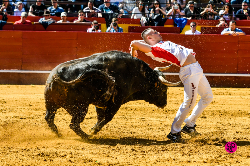 Día del Bou. Valencia, 10 de marzo de 2019